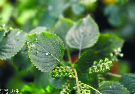 紫蘇不能和什么一起吃 相克食物 紫蘇不能和什么一起吃 相克食物