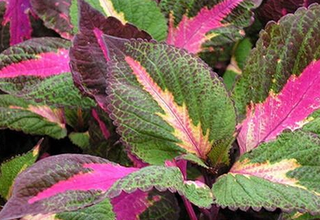 紫蘇能減肥嗎 理論上是可以減肥的 紫蘇能減肥嗎 理論上是可以減肥的