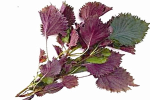 紫蘇能減肥嗎 理論上是可以減肥的 紫蘇能減肥嗎 理論上是可以減肥的