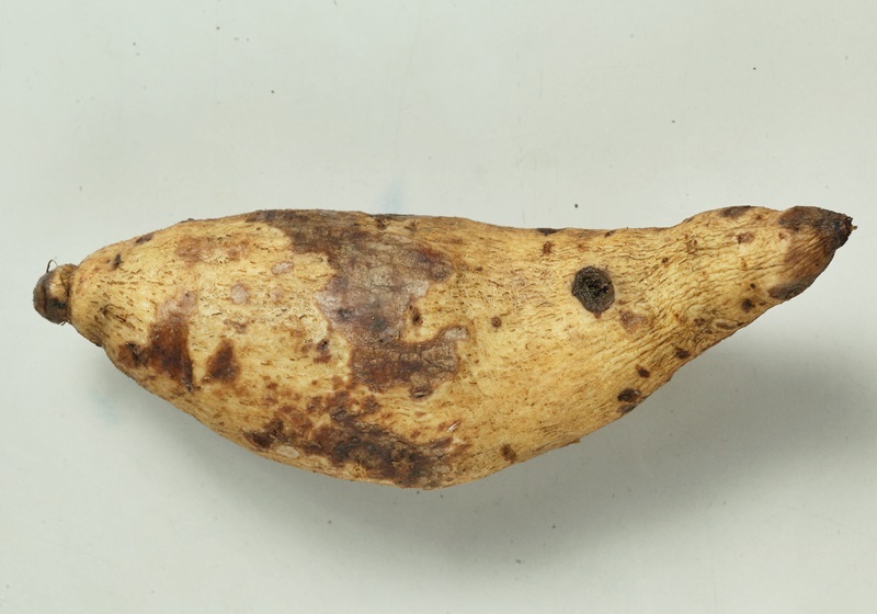 紅薯怎么保存時(shí)間長 生熟方式各不同 紅薯怎么保存時(shí)間長 生熟方式各不同