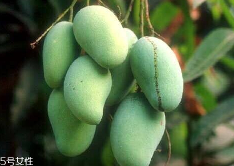 雞蛋芒上市時間 成熟時間 雞蛋芒上市時間 成熟時間