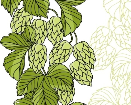 啤酒花是什么？啤酒花功效與作用