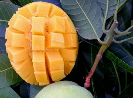 凱特芒和青芒的區(qū)別 凱特芒和青芒的區(qū)別