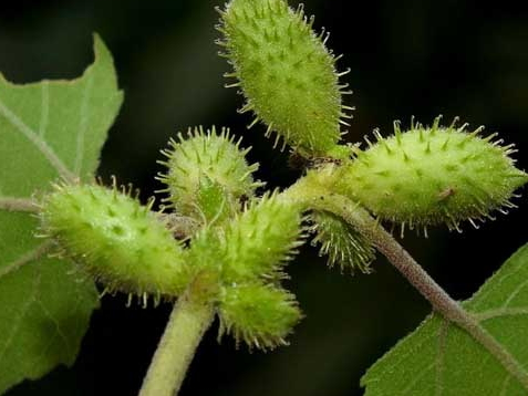 蒼耳子多少錢一斤 價格在6-8元之間 蒼耳子多少錢一斤 價格在6-8元之間