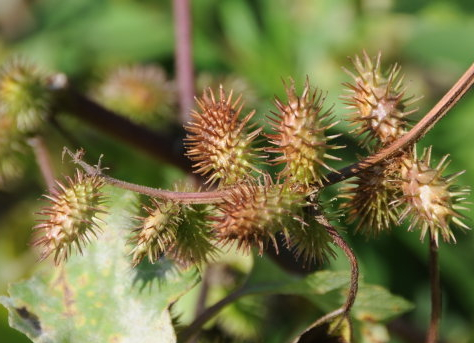 蒼耳子多少錢一斤 價格在6-8元之間 蒼耳子多少錢一斤 價格在6-8元之間