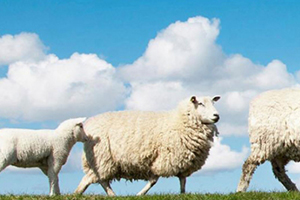 綿羊油和馬油哪個好？