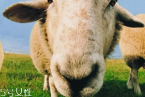 綿羊油和貂油哪個好？