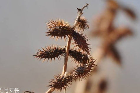 蒼耳子可以泡腳嗎 泡腳的功效 蒼耳子可以泡腳嗎 泡腳的功效
