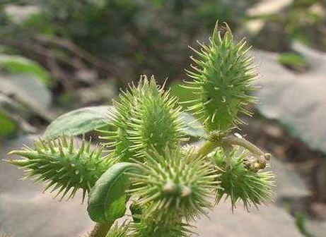 蒼耳子能治耳鳴嗎 蒼耳子治耳鳴配方 蒼耳子能治耳鳴嗎 蒼耳子治耳鳴配方
