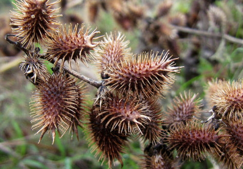 蒼耳子能治耳鳴嗎 蒼耳子治耳鳴配方 蒼耳子能治耳鳴嗎 蒼耳子治耳鳴配方