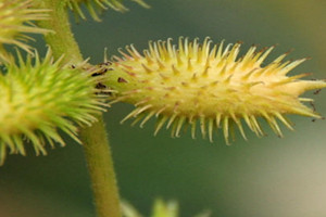 蒼耳子能治耳鳴嗎 蒼耳子治耳鳴配方 蒼耳子能治耳鳴嗎 蒼耳子治耳鳴配方