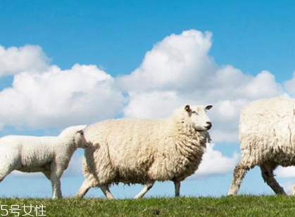 綿羊油可以祛痘嗎？