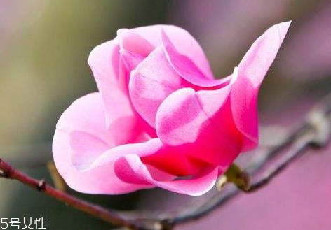 辛夷花可以泡水喝嗎 長期泡水喝無副作用 辛夷花可以泡水喝嗎 長期泡水喝無副作用