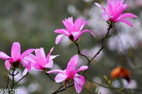 辛夷花可以泡水喝嗎 長期泡水喝無副作用 辛夷花可以泡水喝嗎 長期泡水喝無副作用