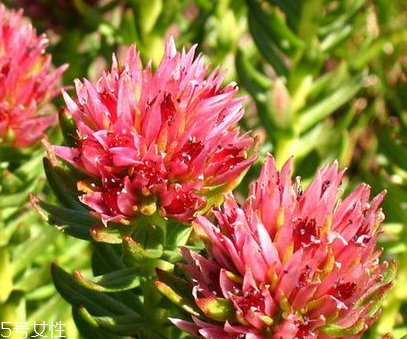 new chapter紅景天精華功效 new chapter紅景天精華功效