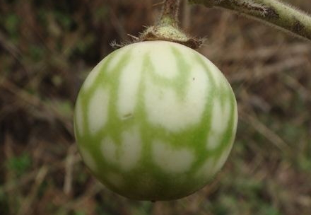 土大黃能洗頭發(fā)嗎 用完頭發(fā)烏黑發(fā)亮 土大黃能洗頭發(fā)嗎 用完頭發(fā)烏黑發(fā)亮