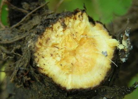 土大黃能洗頭發(fā)嗎 用完頭發(fā)烏黑發(fā)亮 土大黃能洗頭發(fā)嗎 用完頭發(fā)烏黑發(fā)亮