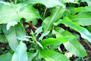 土大黃能洗頭發(fā)嗎 用完頭發(fā)烏黑發(fā)亮 土大黃能洗頭發(fā)嗎 用完頭發(fā)烏黑發(fā)亮