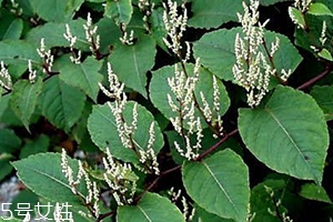 白藜蘆醇的功效和作用 白藜蘆醇的功效和作用