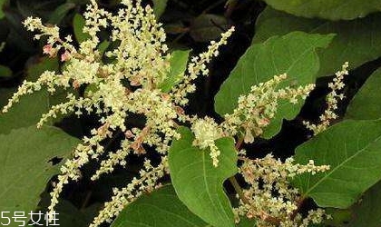 白藜蘆醇的功效和作用 白藜蘆醇的功效和作用