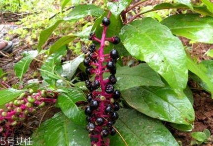 商陸怎么吃 制成藥丸的形式來服用 商陸怎么吃 制成藥丸的形式來服用