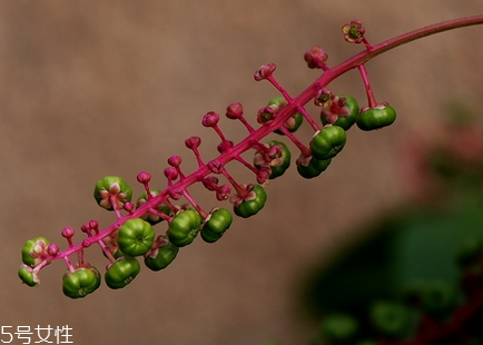 商陸怎么吃 制成藥丸的形式來服用 商陸怎么吃 制成藥丸的形式來服用