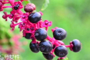 商陸怎么吃 制成藥丸的形式來服用 商陸怎么吃 制成藥丸的形式來服用