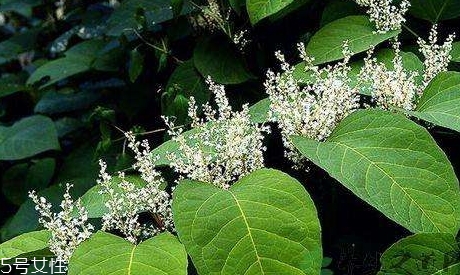 白藜蘆醇哪些人不能吃？過量有毒性