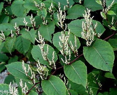 白藜蘆醇哪些人不能吃？過量有毒性