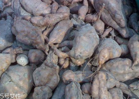 何首烏什么時候種植 3月上旬至4月上旬播種 何首烏什么時候種植 3月上旬至4月上旬播種