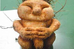 何首烏什么時候種植 3月上旬至4月上旬播種 何首烏什么時候種植 3月上旬至4月上旬播種