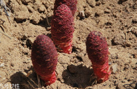 鎖陽(yáng)什么時(shí)候挖最好 鎖陽(yáng)什么時(shí)候挖最好