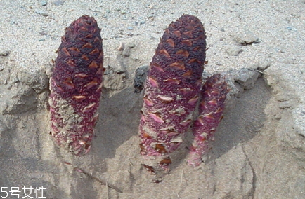 鎖陽(yáng)什么時(shí)候挖最好 鎖陽(yáng)什么時(shí)候挖最好