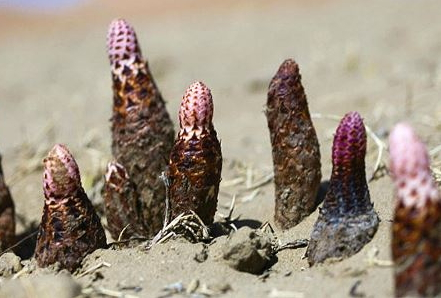 鎖陽什么時間吃最好 什么時候吃都是可以 鎖陽什么時間吃最好 什么時候吃都是可以