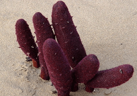 鎖陽什么時間吃最好 什么時候吃都是可以 鎖陽什么時間吃最好 什么時候吃都是可以