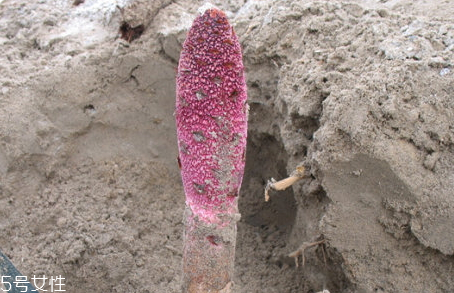 鎖陽什么樣的人不能吃 宜忌人群 鎖陽什么樣的人不能吃 宜忌人群