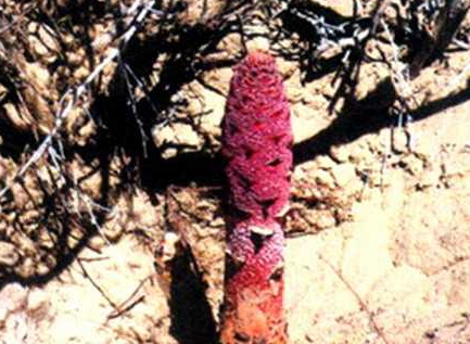 鎖陽能壯陽嗎 鎖陽壯陽食譜 鎖陽能壯陽嗎 鎖陽壯陽食譜