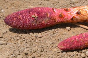 鎖陽能壯陽嗎 鎖陽壯陽食譜 鎖陽能壯陽嗎 鎖陽壯陽食譜