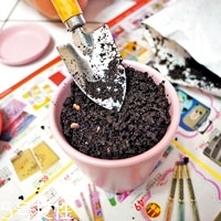 柚子籽怎么種小盆栽 柚子的子怎么種盆栽 柚子籽怎么種小盆栽 柚子的子怎么種盆栽