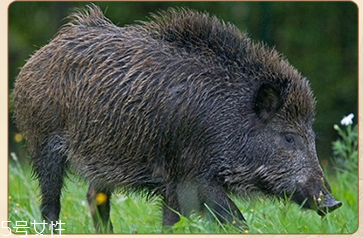 發(fā)量少用什么梳子好？五種梳子塑造豐盈秀發(fā)