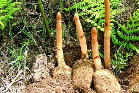 天麻為什么可以治頭痛 食譜推薦 天麻為什么可以治頭痛 食譜推薦