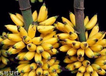 仙人蕉多少錢一斤？