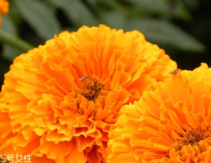 葉黃素多少錢一瓶？