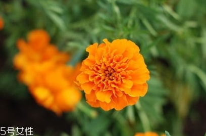 葉黃素和魚肝油哪個(gè)對(duì)眼睛好？