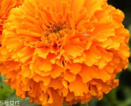 葉黃素和魚肝油哪個(gè)對(duì)眼睛好？