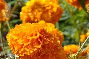 葉黃素可以保護眼睛嗎？有這個作用