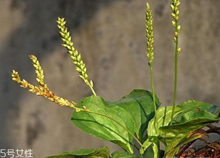 車前草不能和什么同吃 相克食物 車前草不能和什么同吃 相克食物