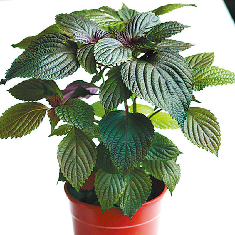 盆栽香草怎么養(yǎng) 盆栽香草怎么養(yǎng)