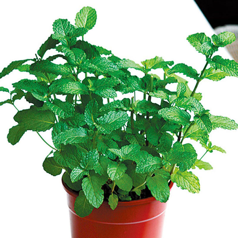 盆栽香草怎么養(yǎng) 盆栽香草怎么養(yǎng)