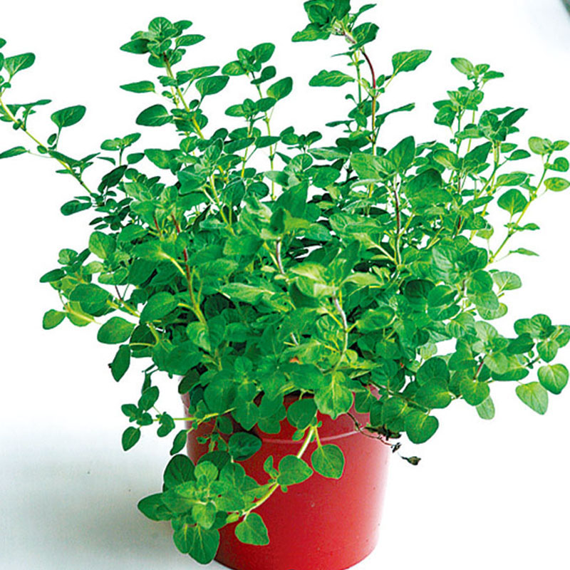 盆栽香草怎么養(yǎng) 盆栽香草怎么養(yǎng)